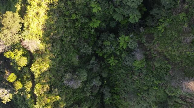 Aerial Footage of Volcanic Landscape of Mount Merapi Volcano with Lush Forested Slopes in the Morning Under a Clear Sky. Majestic Volcanic Peak and Tropical Forest Scenery in Yogyakarta, Indonesia.