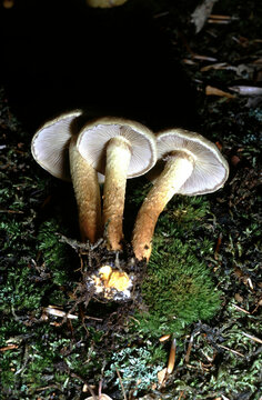 Hypholoma capnoidos or Conifer Tuft or Smoky‑gilled Hypholoma