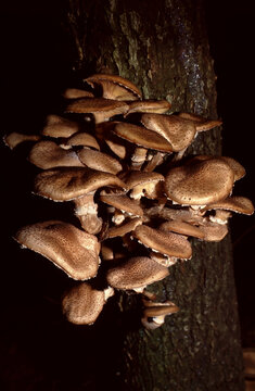 Amillaria mellea or Honey Fungus