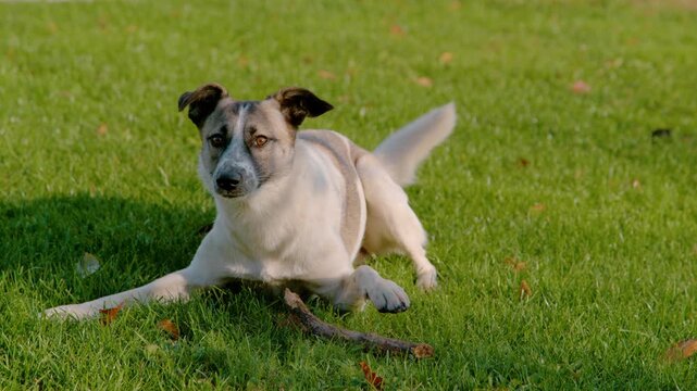 SLOW MOTION: Alert mixed breed dog springs up from a resting position and dashes away across green garden grass. Canine energy, attentiveness and playful action unfolds outdoors on a sunny autumn day.