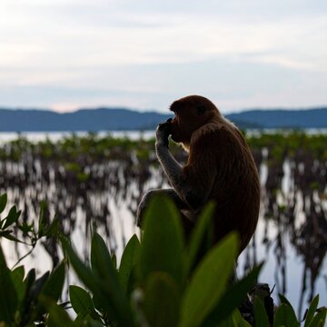 Curious Monkey Observing Camera in Mangrove Forest.