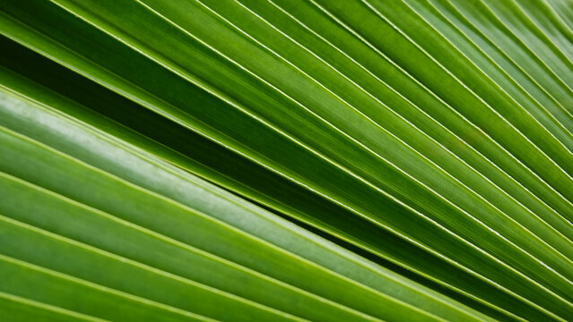 Blurred green abstract background. Abstract green tropical palm leaf texture with sunlight, natural pattern background.