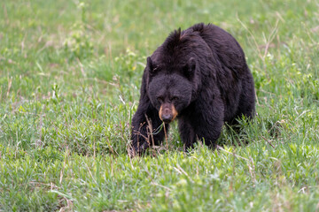 Fototapeta premium American black bear (Ursus americanus), or simply black bear. This bear was looking for food in the spring in Yellowstone Yellowstone National Park - Wyoming - USA.