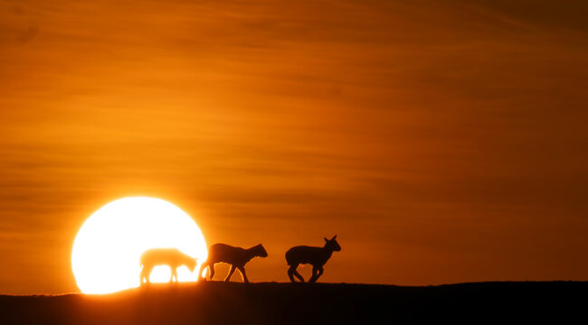 Silhouette of playful lamb leaping over a hill with other lambs watching at sunset