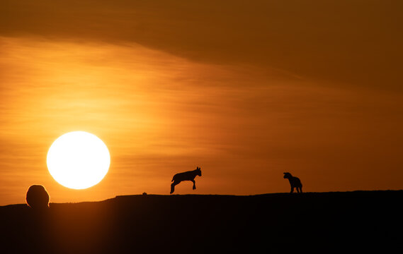Playful young lamb jumping high in mid-air on grassy hill during dynamic sunset