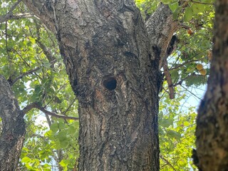Obraz premium Natural Tree Hollow in a Thick Trunk with Green Leaves and Bright Sunlight in the Forest