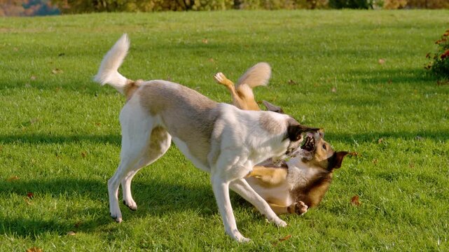 SLOW MOTION: White dog leaps onto its companion in a burst of playful sparring while the brown dog twists away with its mouth open. Spirited canine play on green garden grass in sunny autumn weather.