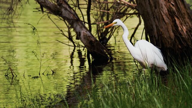 Tall white bird hunting for fish in the shallow water of a calm pond while standing near a tree trunk on a peaceful afternoon
