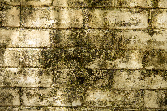 Old brick wall with visible textures and moss in a shaded area