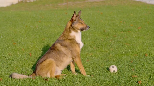 SLOW MOTION, PORTRAIT: Brown mixed breed shepherd dog sits attentively on a green garden lawn guarding its favourite ball. Loyal pet in an alert, watchful pose during playtime on a sunny autumn day.