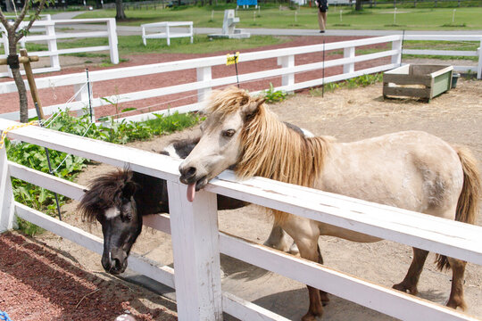 Cute Ponies Inside Wooden White Fence Pen at Farm or Ranch