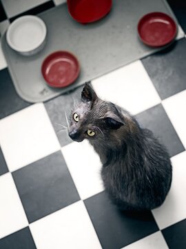 Cute Lykoi cat looking up to the camera and waiting for food. High angle view.	