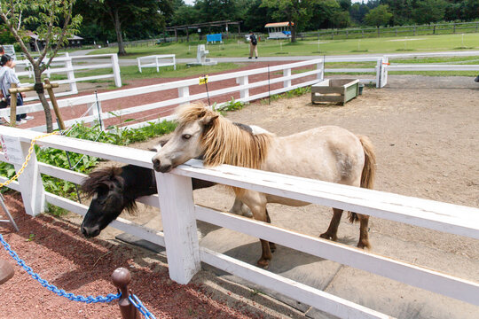 Cute Ponies Inside Wooden White Fence Pen at Farm or Ranch