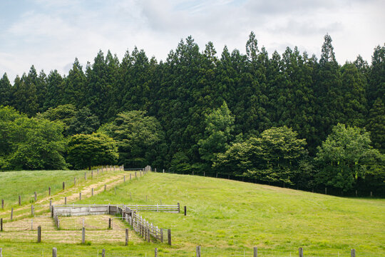 Green Pasture with Fenced Livestock Enclosure and Dense Pine Forest Background