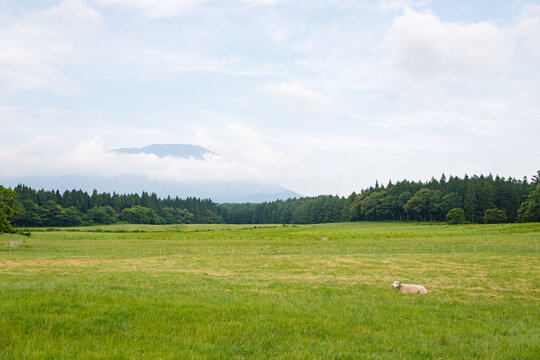 Lone Sheep Resting in a Vast Green Meadow Under Cloudy Skies and Mountain View