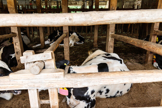 Black and White Dairy Cows Inside a Historic Wooden Barn