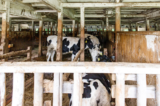 Black and White Dairy Cows Inside a Historic Wooden Barn
