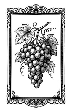 Vintage grape bunch engraving in ornate frame, black and white vineyard svg illustration, classic wine label design element