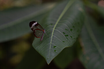 Close-up of butterfly on leaf at dusk, soft bokeh background © Robert