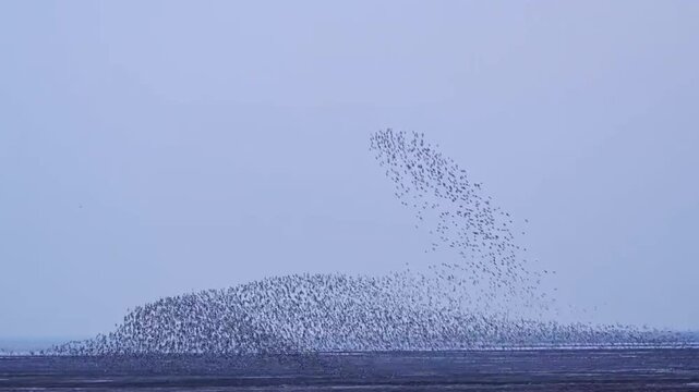 Murmuration of Starlings