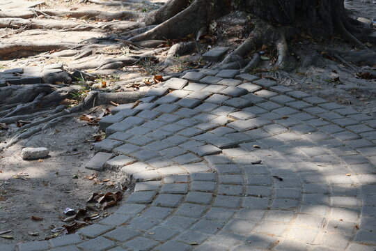 The paving blocks are damaged as tree roots grow underneath, lifting and breaking the brick arrangement, causing uneven surfaces and structural disruption over time.
