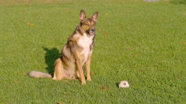 SLOW MOTION, PORTRAIT: Shepherd mix sits upright in bright sunlight with small ball resting nearby in green garden grass on sunny autumn day. Playful mixed breed dog looking out for his favourite toy