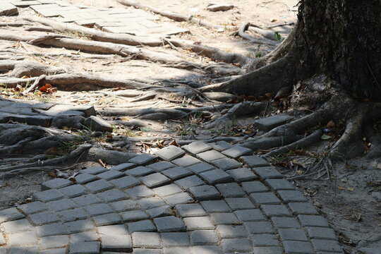 The paving blocks are damaged as tree roots grow underneath, lifting and breaking the brick arrangement, causing uneven surfaces and structural disruption over time.