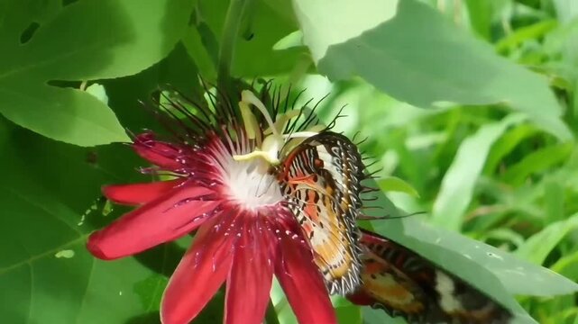 Close up of a single Red Lacewing butterfly (Cethosia biblis) perched statically on a vibrant red passion flower in a sunny tropical garden.