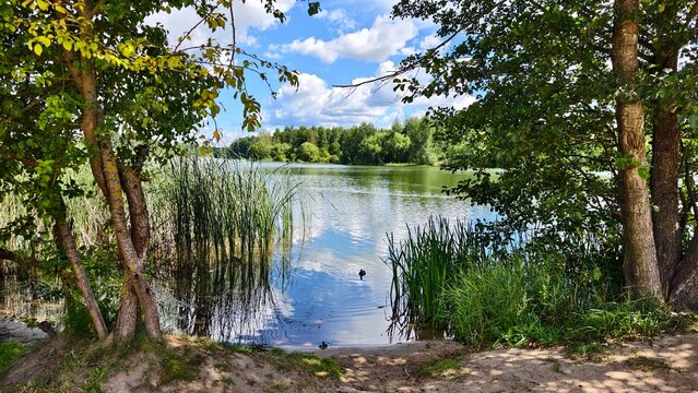Pear and alder trees grow on the shore of the lake. Reeds grow in the water The water ripples and reflects the blue sky with clouds A deciduous forest stands on the opposite bank. Sunny summer weather