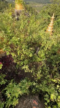 buddhist pagodas lost in jungle with stunning view of surat thani