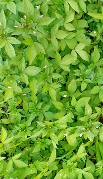 Vertical top down texture background of green fringed spiderflower leaves