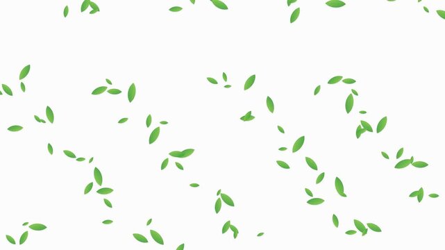 Green Leaves Falling Animation on White Background