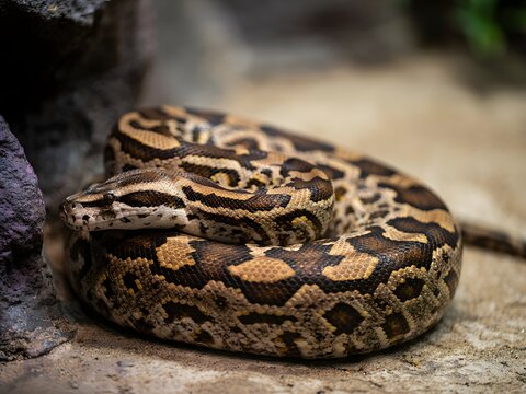 Close-up coiled reticulated python snake resting on natural forest ground with patterned scales