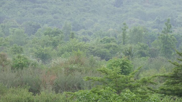 Rain falls over a green forested hillside with thick trees and shrubs in the mist. Natural beauty.