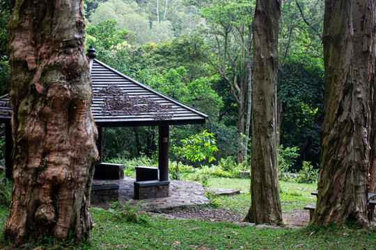 Nature scene showing a shelter in a forested area with tall trees around