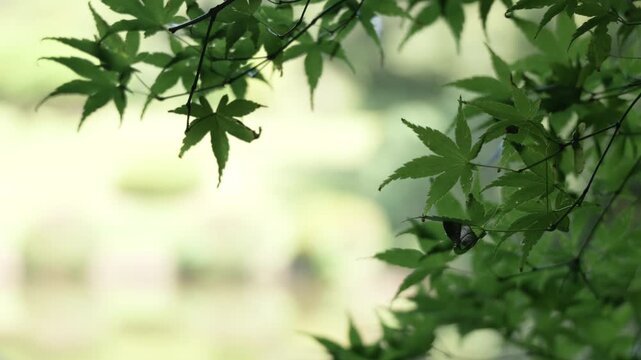 Green Maple Leaves Swaying in Wind at Japanese Garden