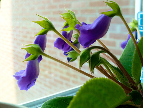 A gloxinia flower grows in the apartment
