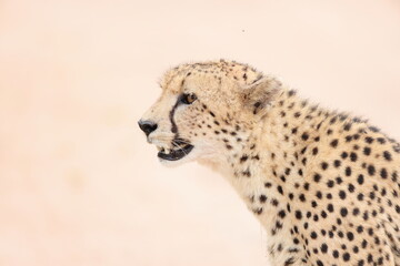 The cheetah (Acinonyx jubatus jubatus) is a species of large feline and the only living member of the genus Acinonyx. This photo was taken in Kruger National Park, South Africa. © feathercollector