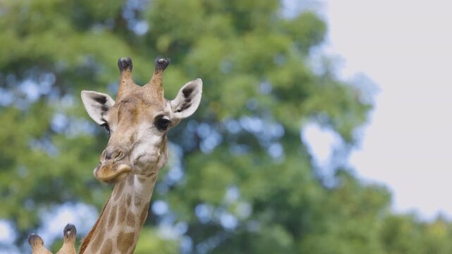 Close-up of a wild giraffe looking at the camera against a blurry natural green forest background. Cute safari animal headshot in a national park setting with empty copy space