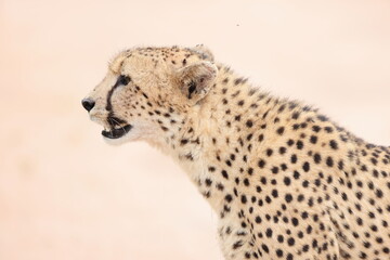 The cheetah (Acinonyx jubatus jubatus) is a species of large feline and the only living member of the genus Acinonyx. This photo was taken in Kruger National Park, South Africa. © feathercollector