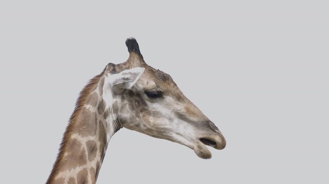 Close-up of a cute giraffe looking straight at the camera against a plain gray background. Funny wild animal face shot isolated on neutral backdrop with copy space for design