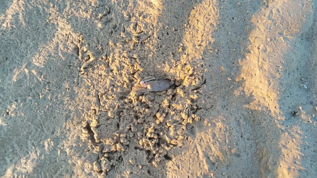 Small ghost crab emerging from its burrow on wet sand beach during golden hour.