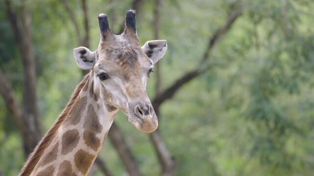 Close-up of a wild giraffe looking at the camera against a blurry natural green forest background. Cute safari animal headshot in a national park setting with empty copy space