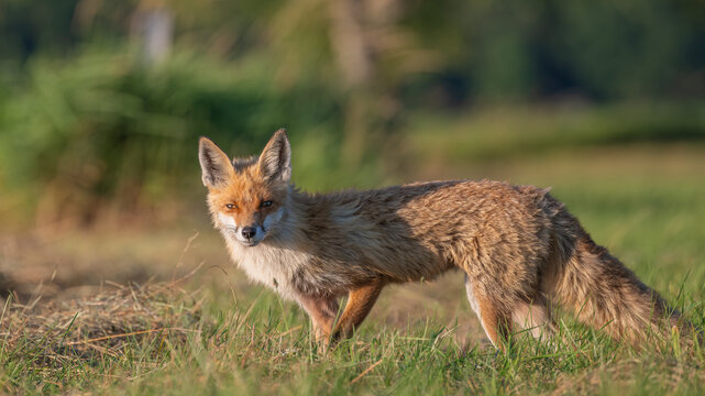Fuchs im Abendlicht