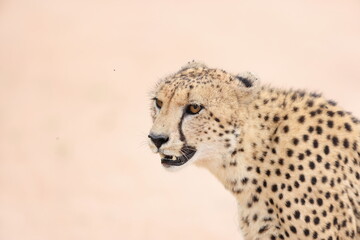 The cheetah (Acinonyx jubatus jubatus) is a species of large feline and the only living member of the genus Acinonyx. This photo was taken in Kruger National Park, South Africa. © feathercollector