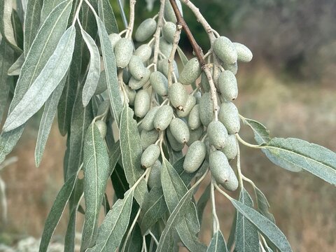 Close Up of Unripe Silver Berry Fruits and Green Leaves on a Branch of Elaeagnus Angustifolia