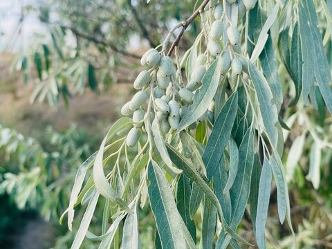 Close Up of Unripe Silver Berry Fruits and Green Leaves on a Branch of Elaeagnus Angustifolia