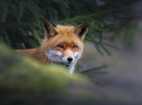 Red fox (Vulpes vulpes), Zurich, Switzerland