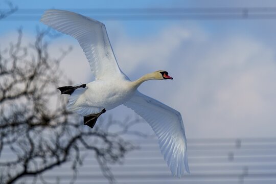 Mute Swan (Cygnus olor), wildlife, Germany, A swan flying against a cloudy sky with the dark silhouettes of trees