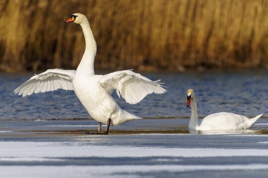 Mute swan (Cygnus olor), wildlife, Germany. One swan spreads its wings whilst another swims calmly on the water, surrounded by reeds